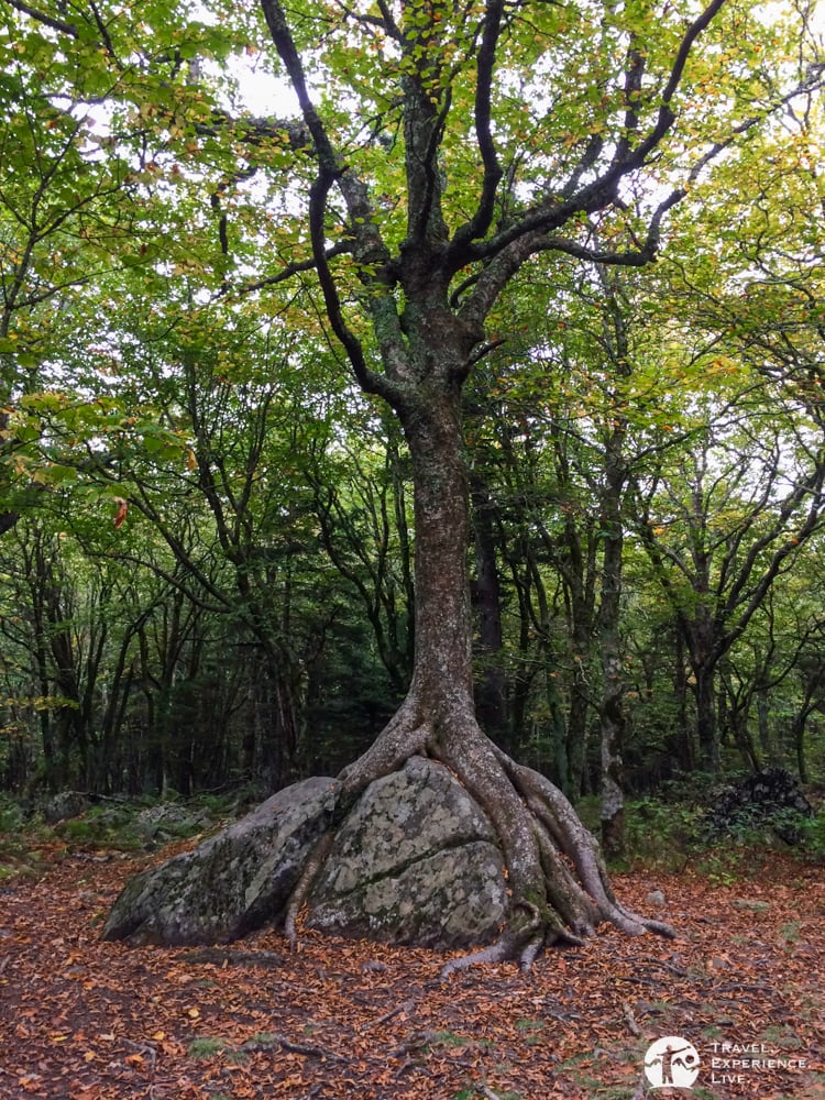 Wood versus rock