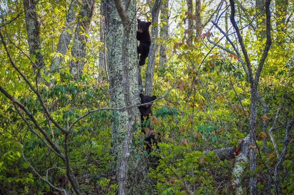 Black bear cubs, Shenandoah National Park