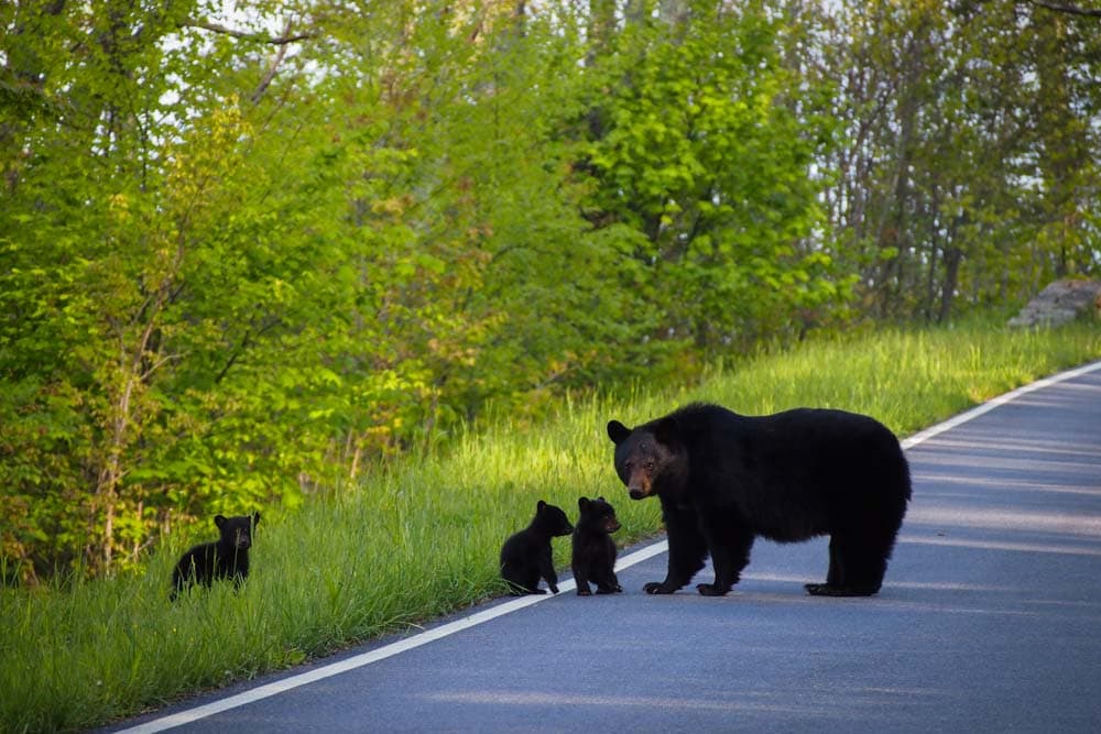 Black bear with cubs on Skyline Drive in Shenandoah National Park, Virginia