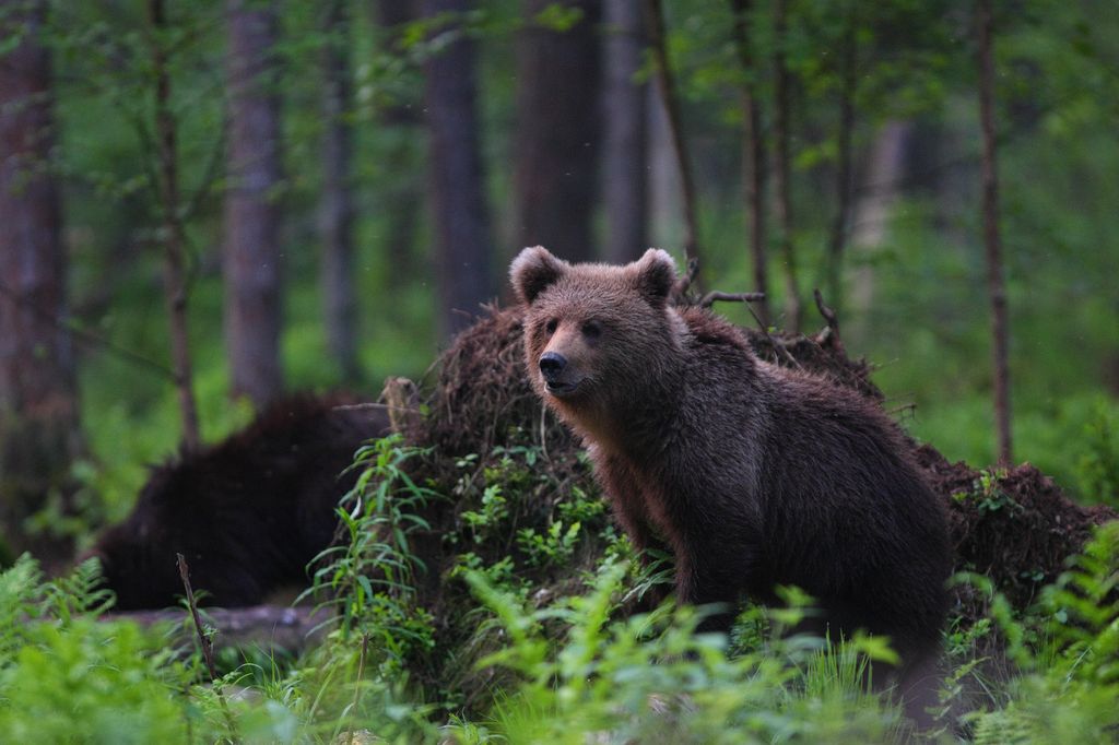 Brown bear in national parks in Estonia