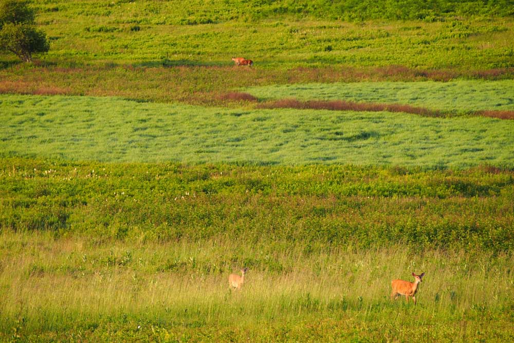 Deer in Big Meadows