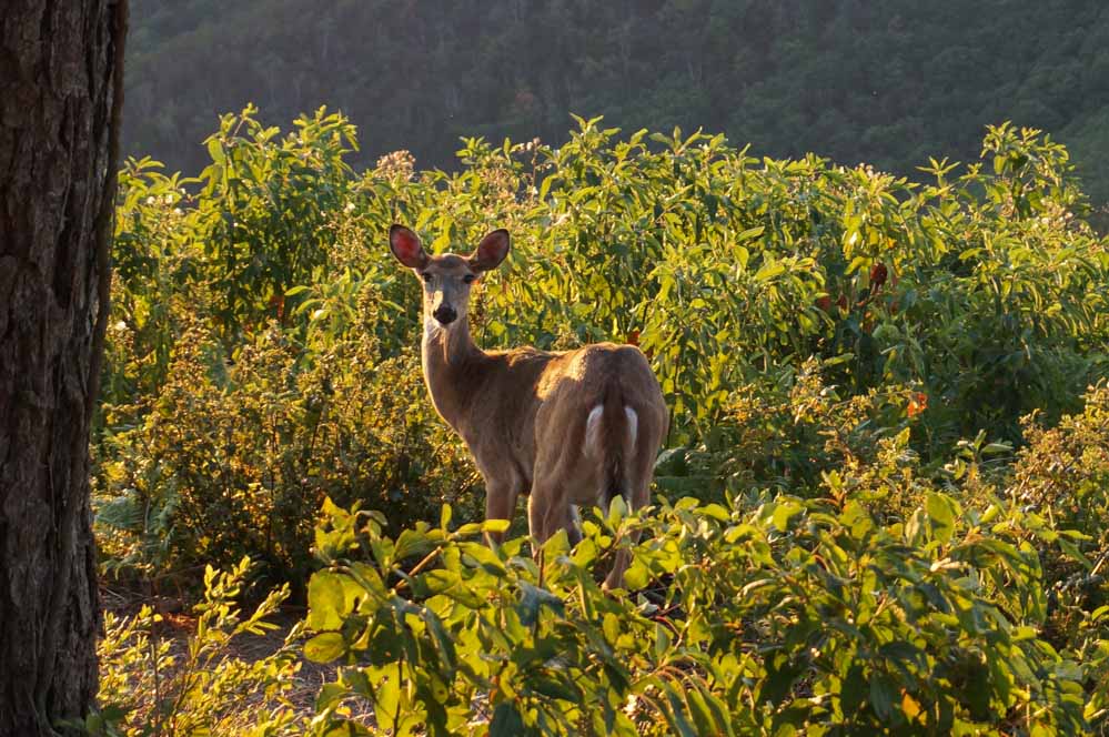 Deer in Shenandoah National Park