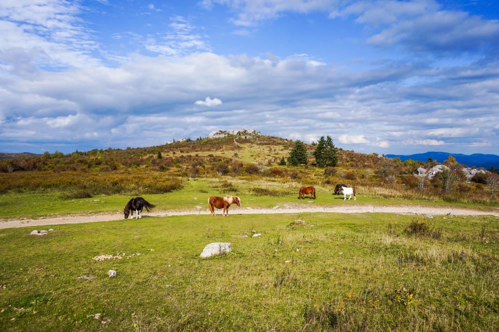 Feral ponies, Grayson Highlands State Park