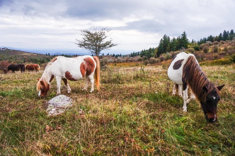 Wild ponies in Grayson Highlands