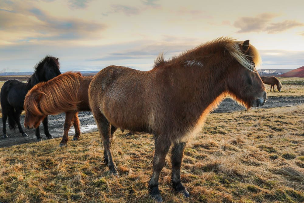 Icelandic horses, Iceland photos
