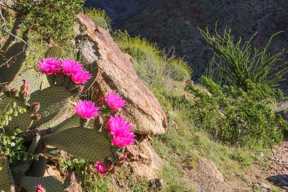 Cactus flowers in the Anza-Borrego Desert, California