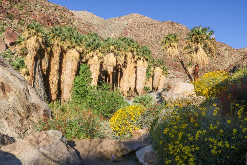 California fan palms and flowers, Anza-Borrego Desert State Park, California