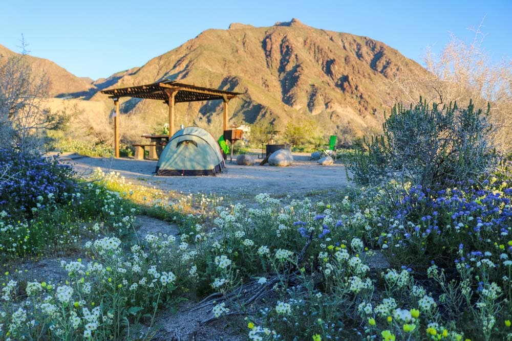 Camping amid wildflowers, Anza-Borrego Desert State Park