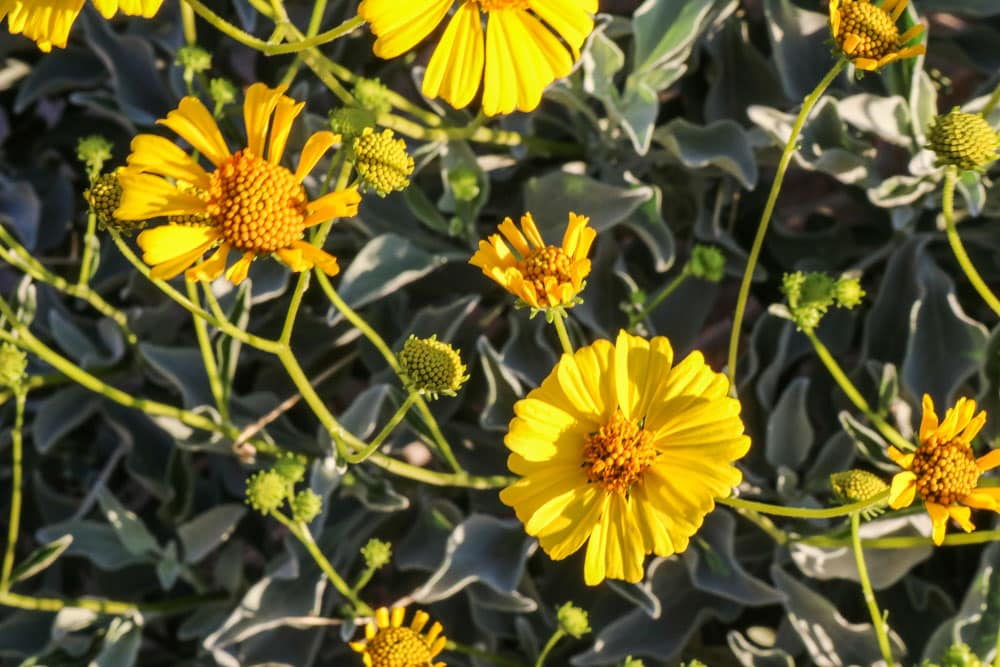 Desert sunflowers in the Anza-Borrego Desert