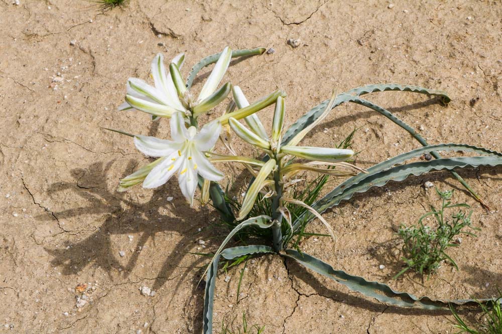 Lily in the Anza-Borrego Desert