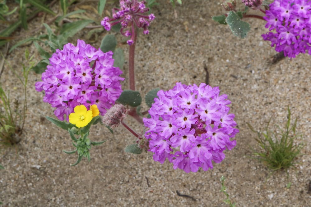 Purple wildflowers in the Anza-Borrego Desert