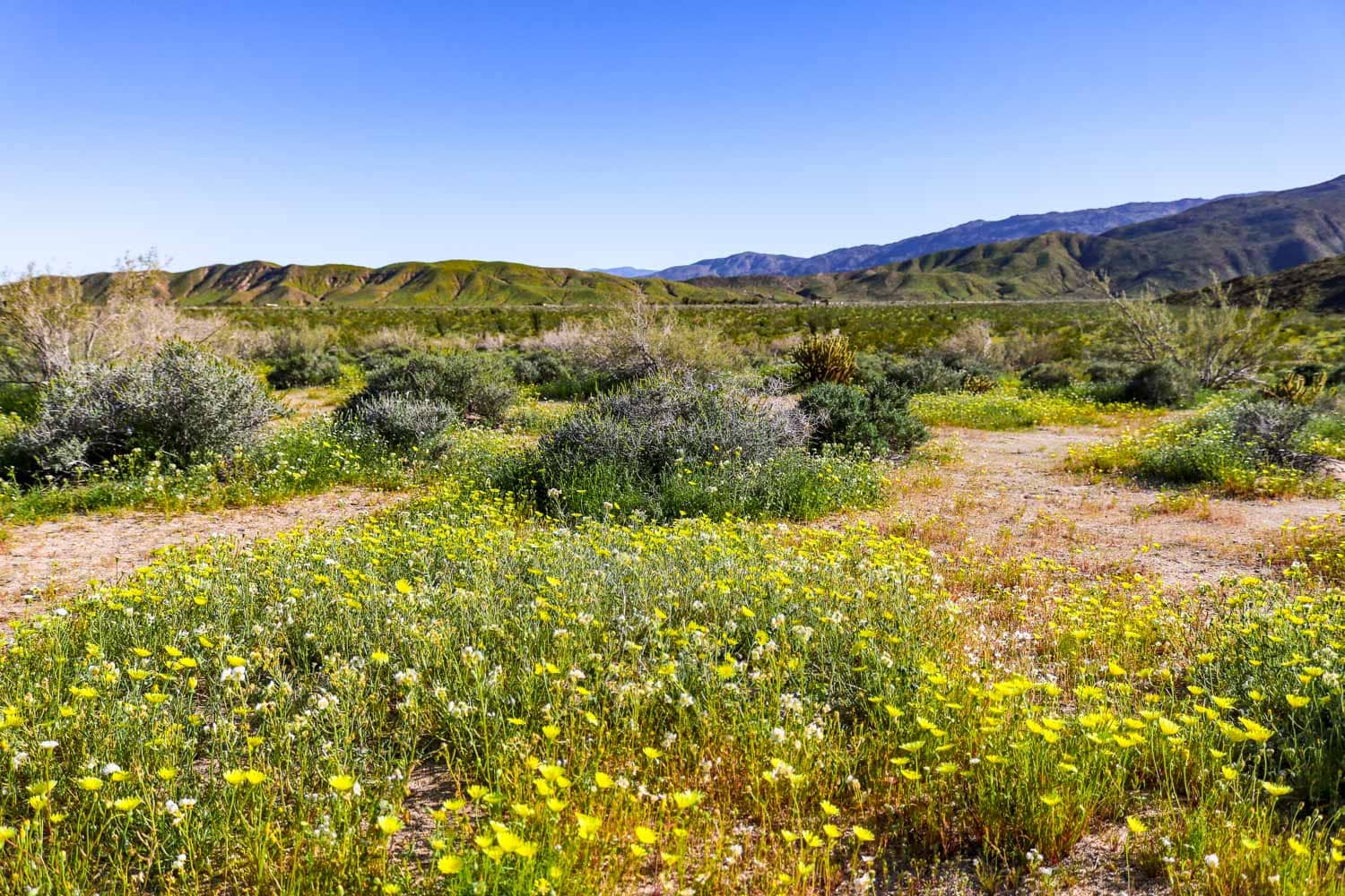 Thousands of wildflowers, Anza-Borrego Desert State Park