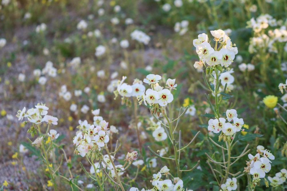 White wildflowers in the Anza-Borrego Desert, Desert Parks in Southern California Road Trip