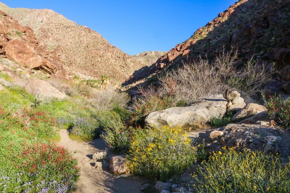 Wildflowers lining a hiking trail, Anza-Borrego Desert State Park