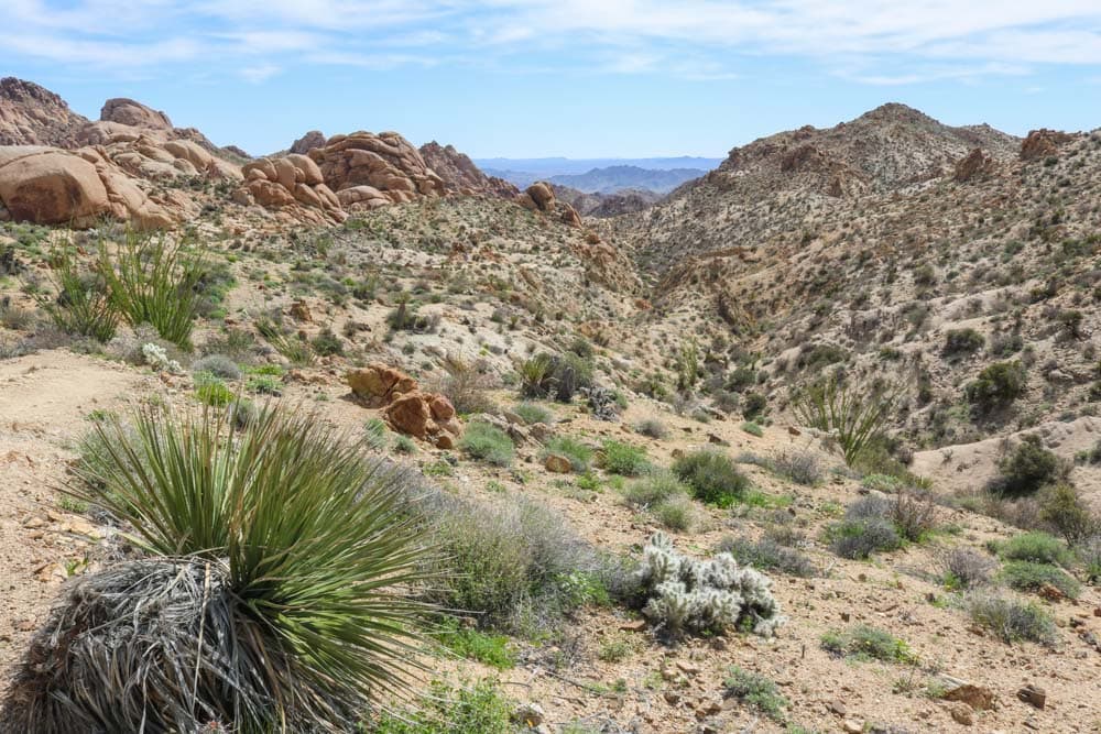 Colorado desert landscape on the Lost Palms Oasis Trail in Joshua Tree National Park, California