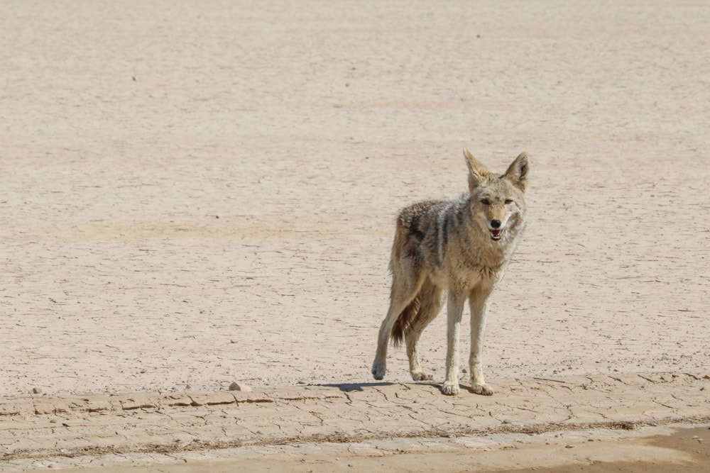 Coyote in Death Valley National Park, California