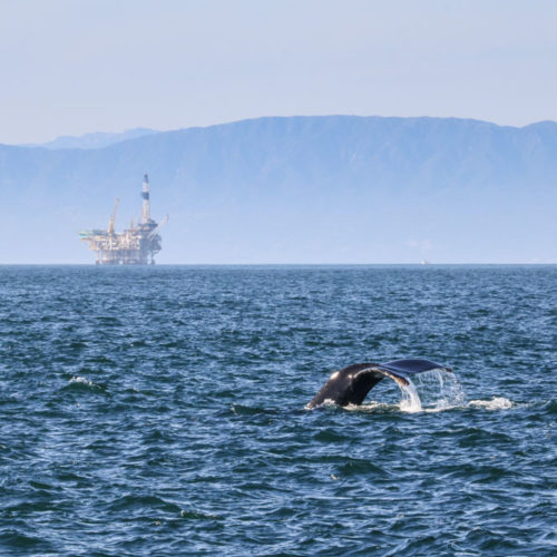 Humpback whale in Channel Islands National Park, California