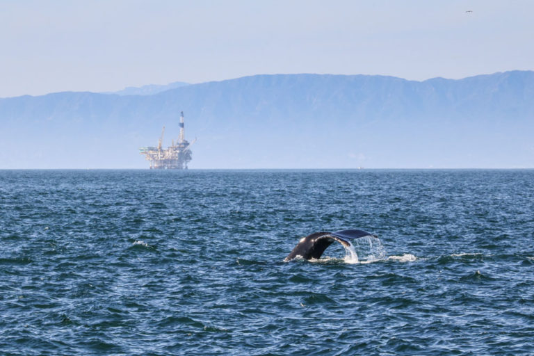 Humpback whale in Channel Islands National Park, California