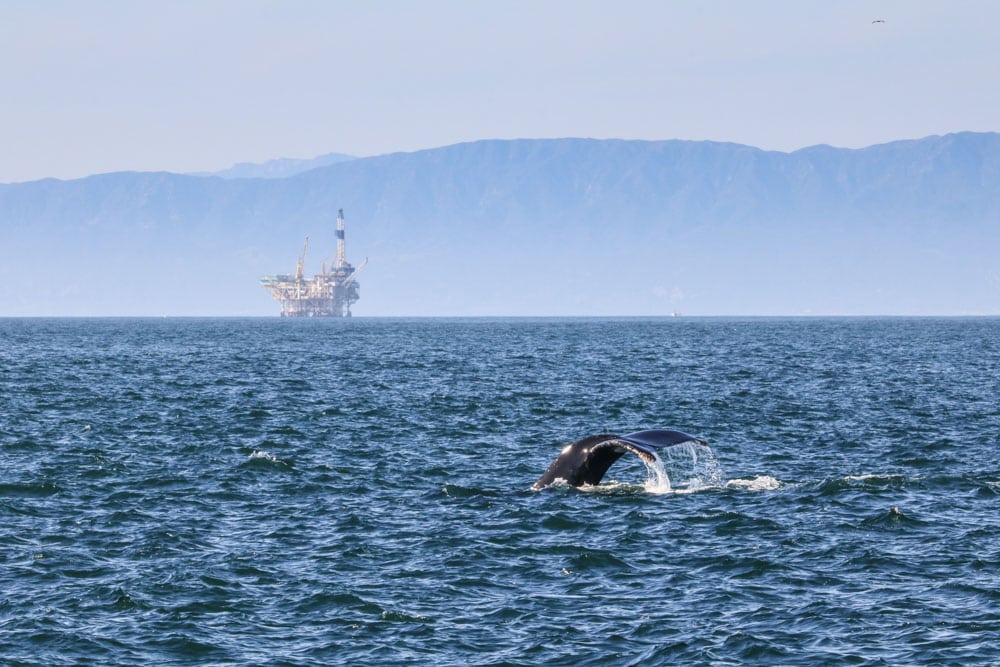 Humpback whale in Channel Islands National Park, California