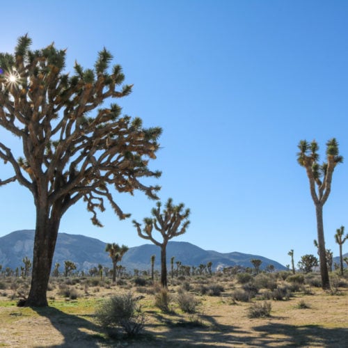 Joshua trees in Joshua Tree National Park, California