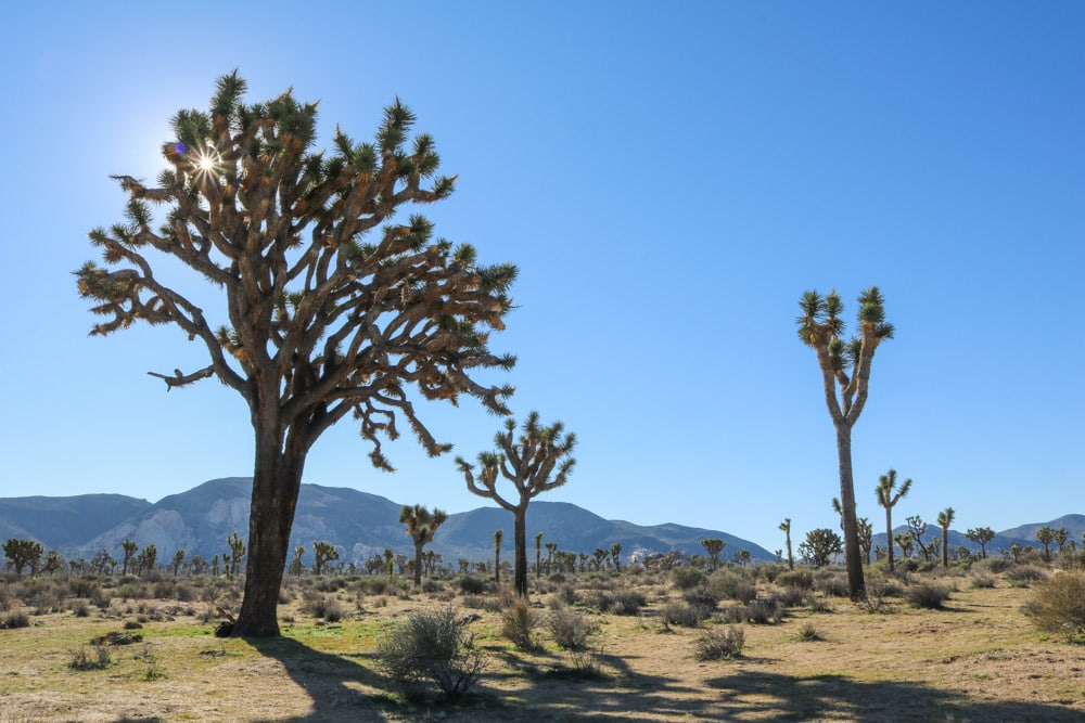 Joshua trees in Joshua Tree National Park, one of the most popular national parks in March