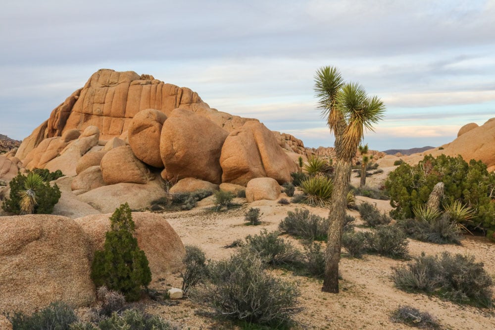 Joshua Tree National Park is one of the top national parks near Los Angeles, California
