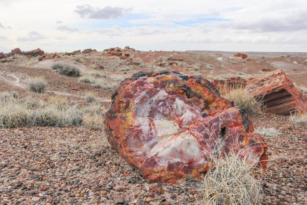 Petrified wood in Petrified Forest National Park, Arizona - National Monuments designated by Presidents that became National Parks