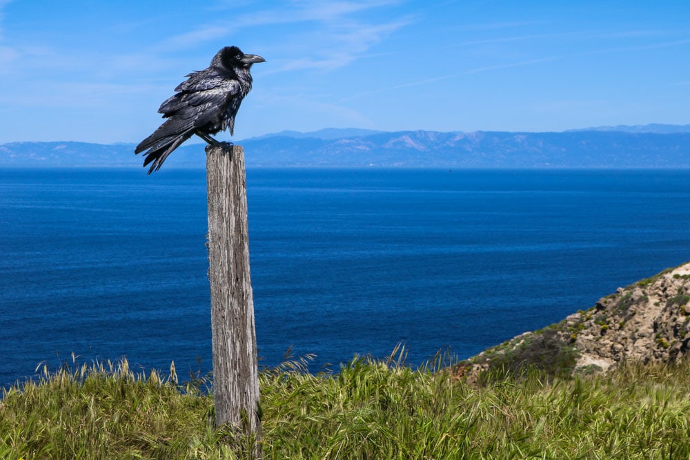 Raven, Channel Islands National Park, California