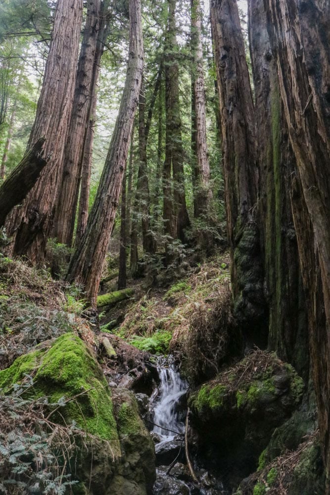 Waterfall in Muir Woods National Monument, California