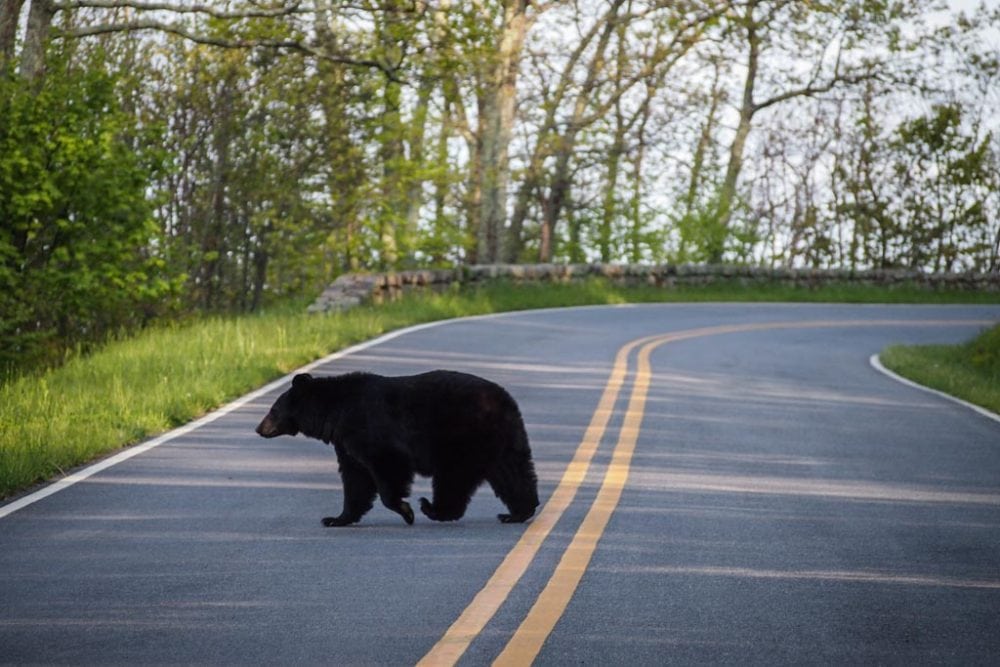 Black bear crossing Skyline Drive, Shenandoah National Park, Virginia