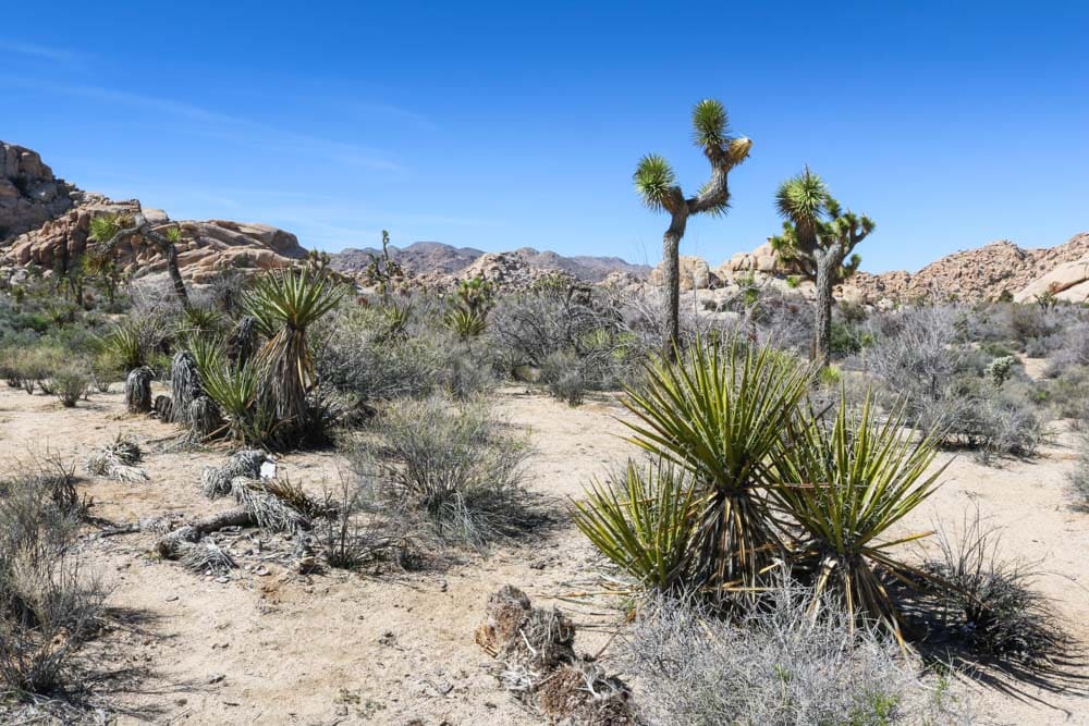 Desert plants at Barker Dam, Joshua Tree National Park Highlights