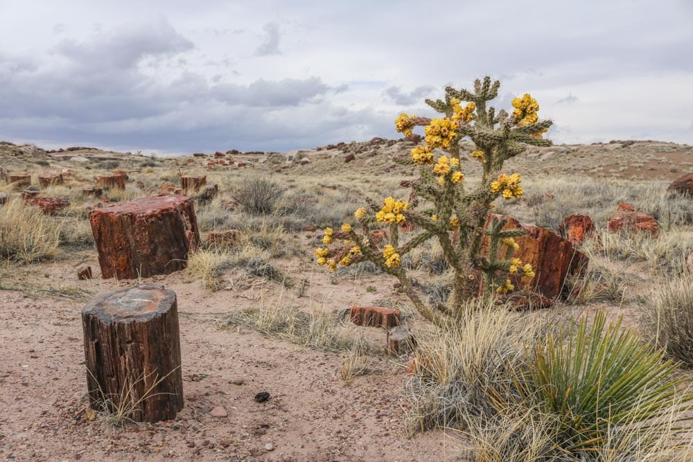 Flowering cactus, Giant Logs Trail in Petrified Forest National Park