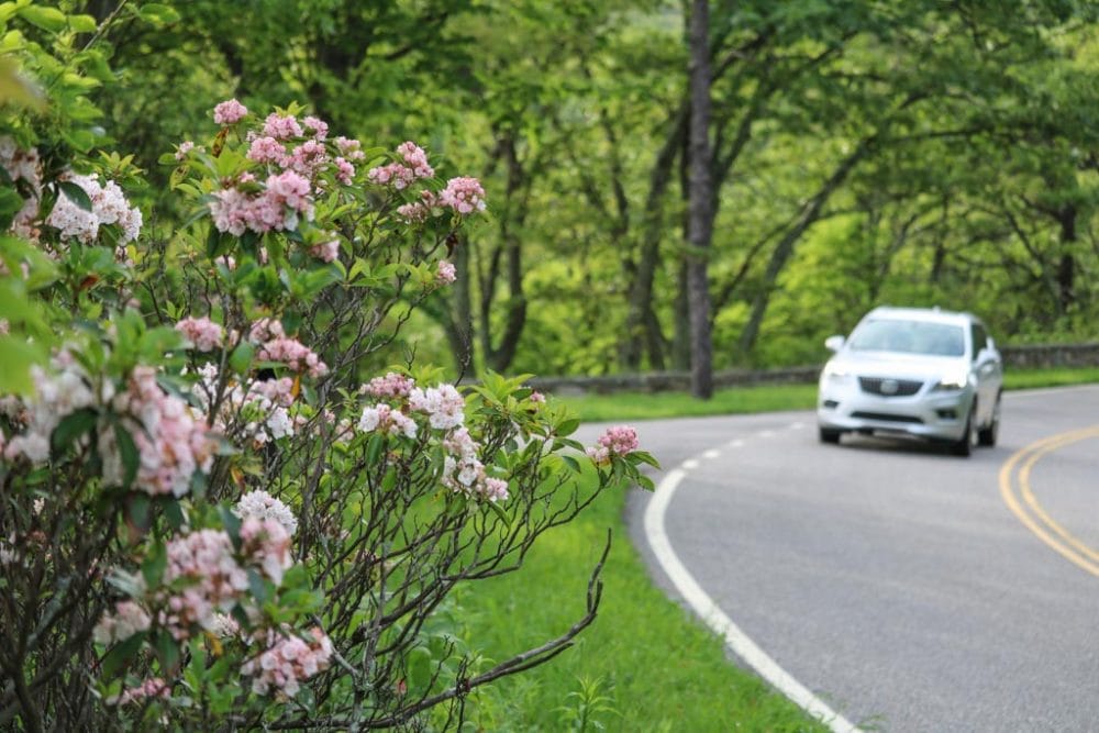Mountain laurel in bloom, Skyline Drive, Shenandoah National Park