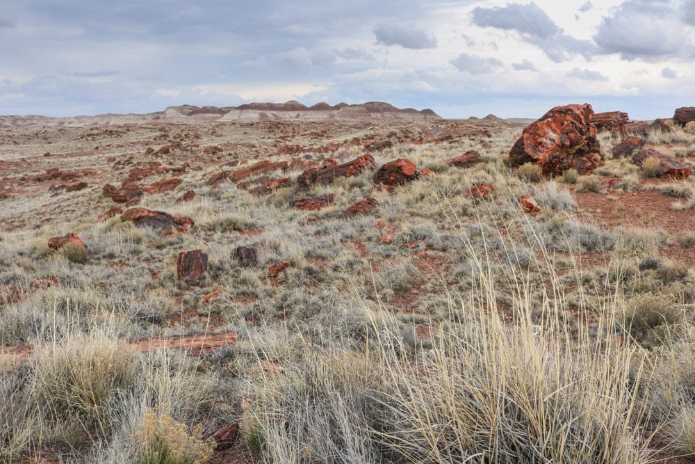 Petrified logs in Petrified Forest National Park, Arizona - National Parks with Fossils and Dinosaurs