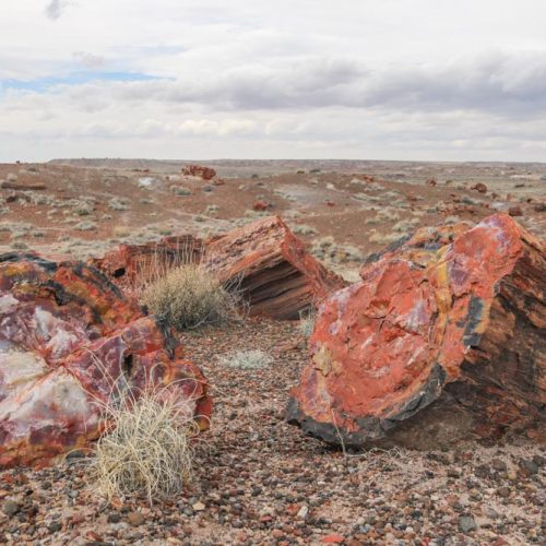 Petrified wood, Petrified Forest National Park in Arizona