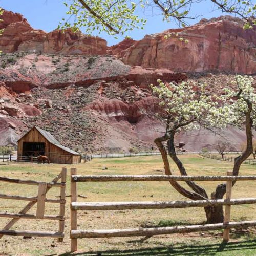 Barn and orchard in Fruita, Capitol Reef National Park