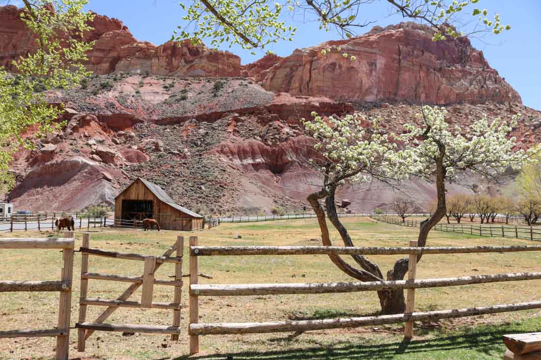 Barn and orchard in Fruita, Capitol Reef National Park