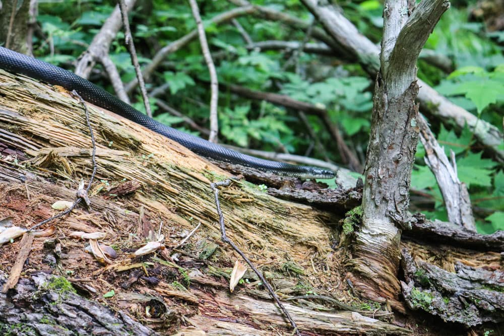Black racer snake in Shenandoah National Park