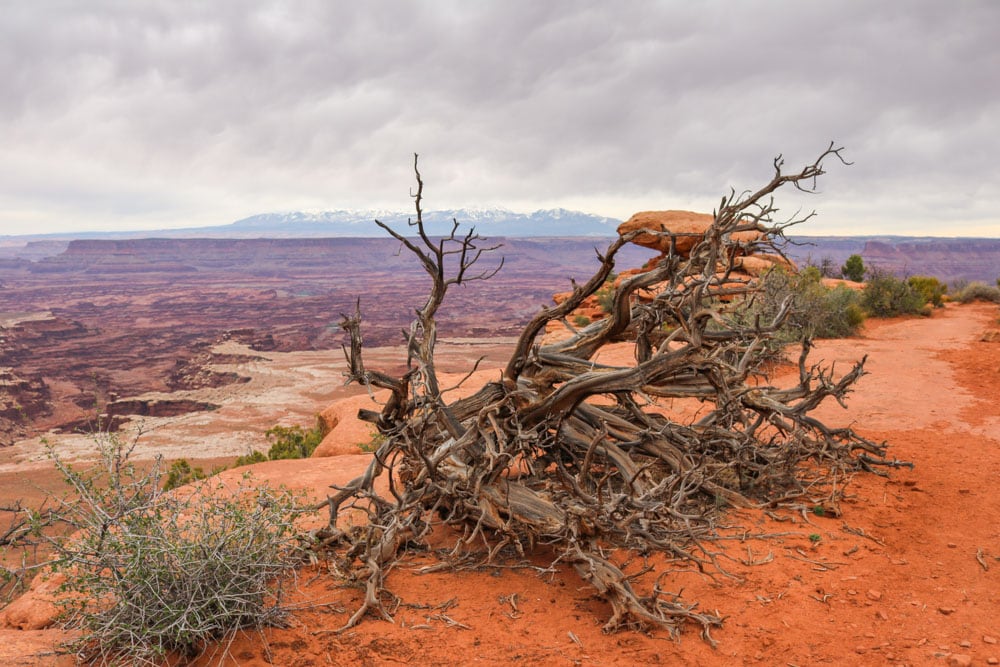 Burned tree in Canyonlands National Park, Utah