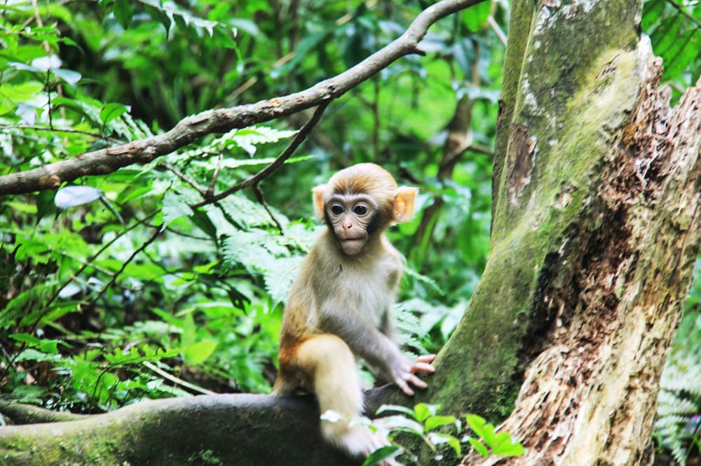 Monkey in Zhangjiajie National Park