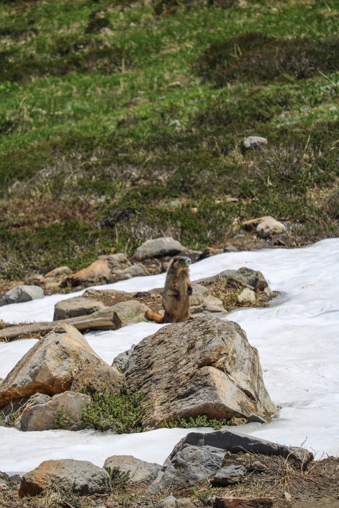Hoary marmot in Mt Rainier National Park