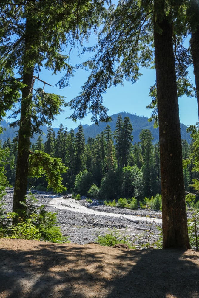 River and forest, Mount Rainier National Park
