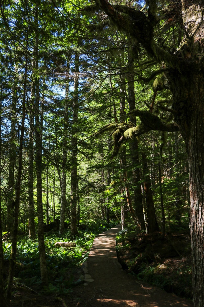 Trail of the Shadows in Mount Rainier National Park, Washington