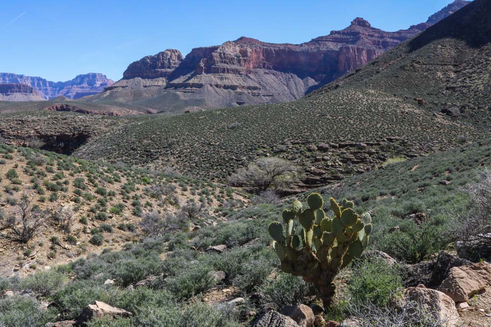 Cactus in the Grand Canyon, Arizona