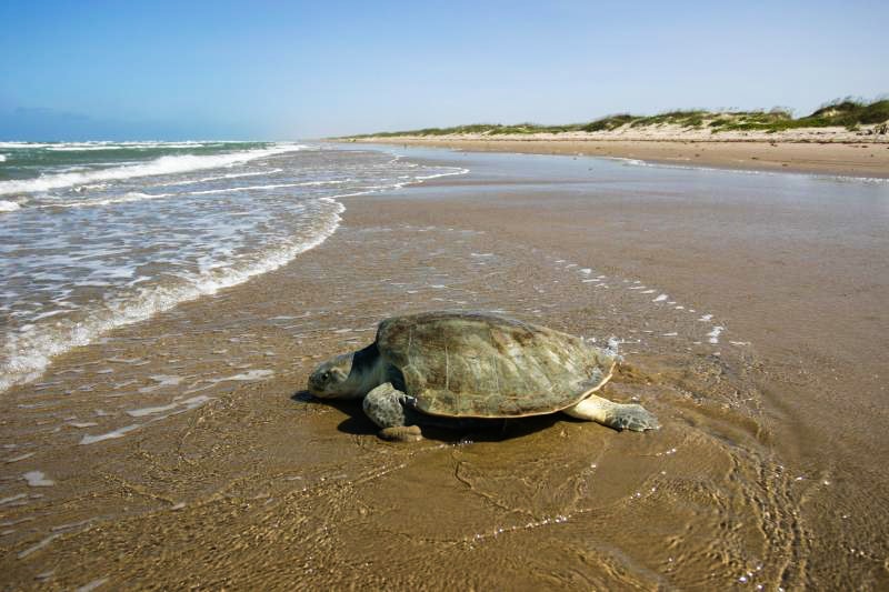 National Park Service Sites near Houston: Padre Island National Seashore, Texas