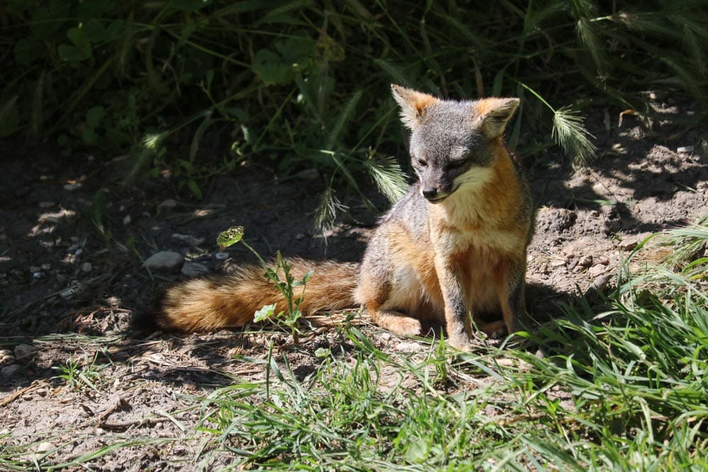 Island fox, Santa Cruz, Channel Islands National Park