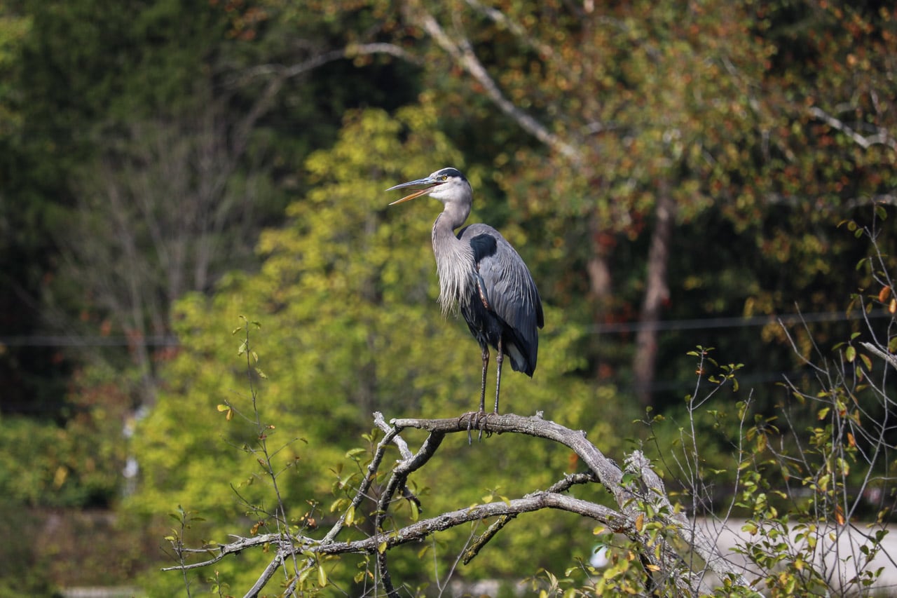 Blue Heron at Beaver Marsh in Cuyahoga National Park, Ohio