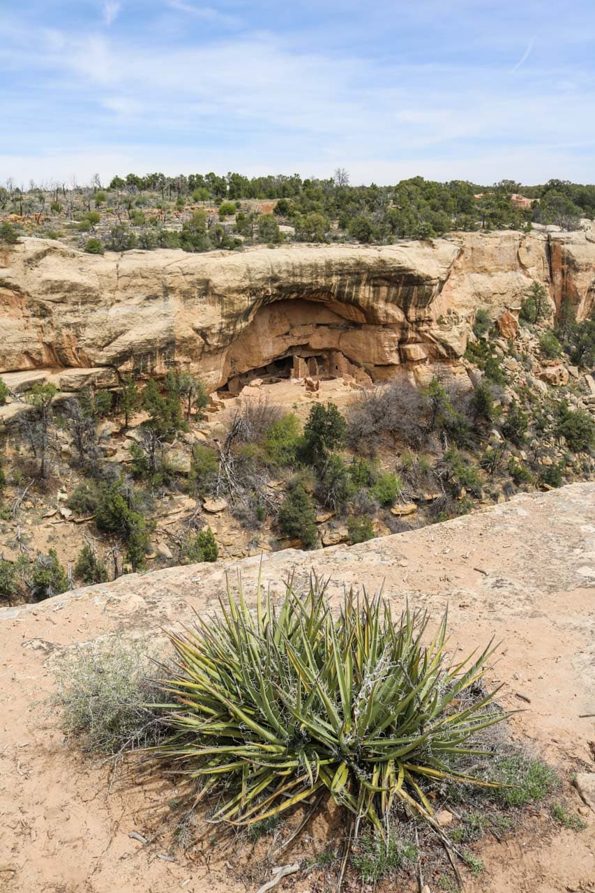 Cliff dwelling in Cliff Canyon, How to Spend A Day in Mesa Verde National Park