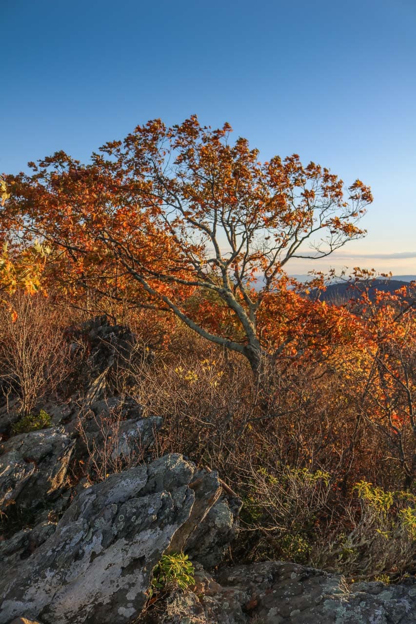 Fall colors on the Frazier Discovery Trail in Shenandoah National Park, Virginia