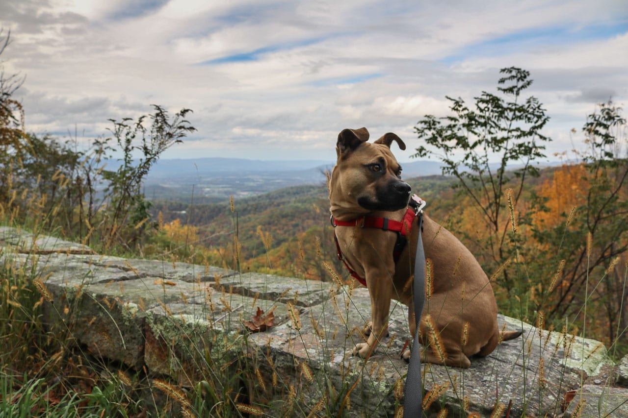 Dog in Shenandoah National Park, Virginia